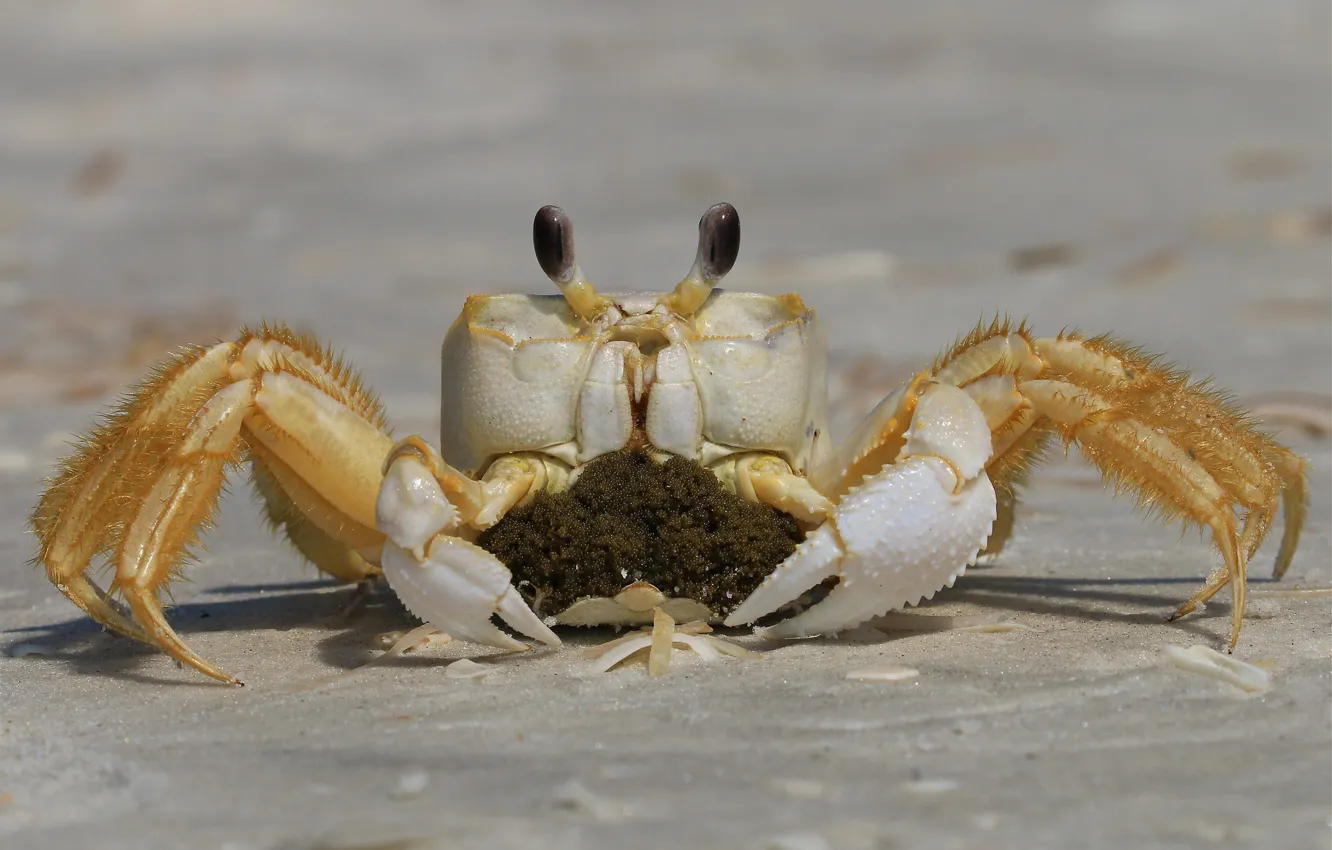 Photo wallpaper sand, crab, caviar