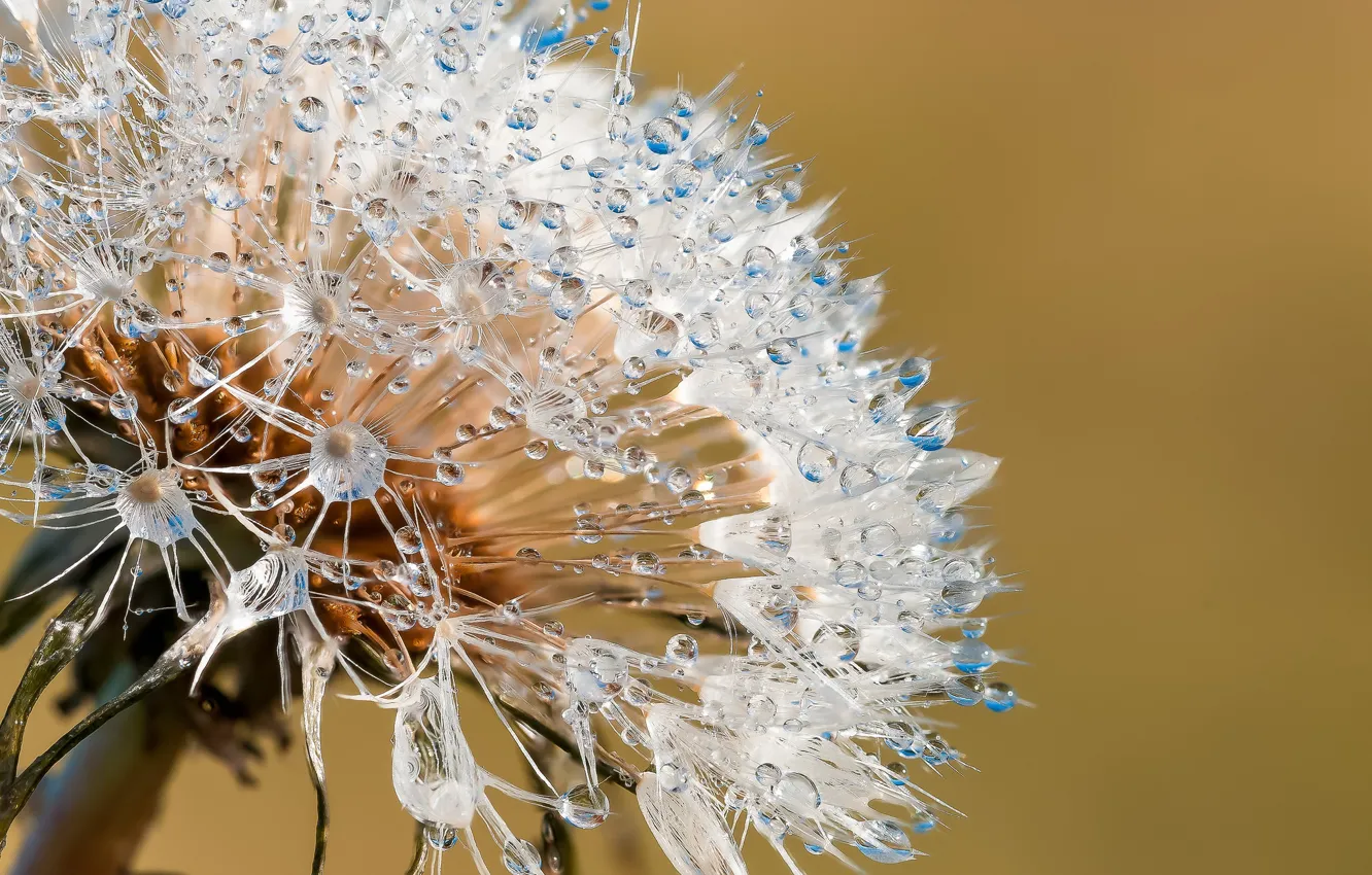 Photo wallpaper water, drops, macro, nature, fantasy, plant, beauty, Association
