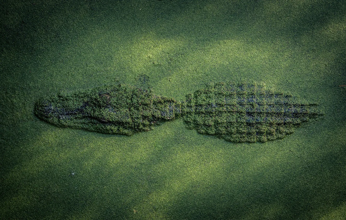 Photo wallpaper nature, crocodile, disguise