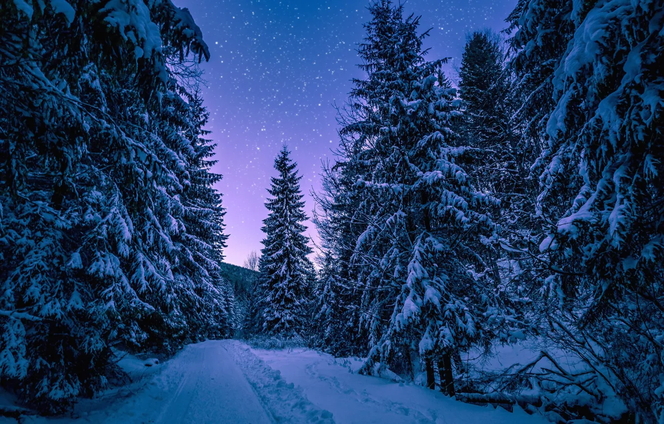 Photo wallpaper winter, snow, trees, night