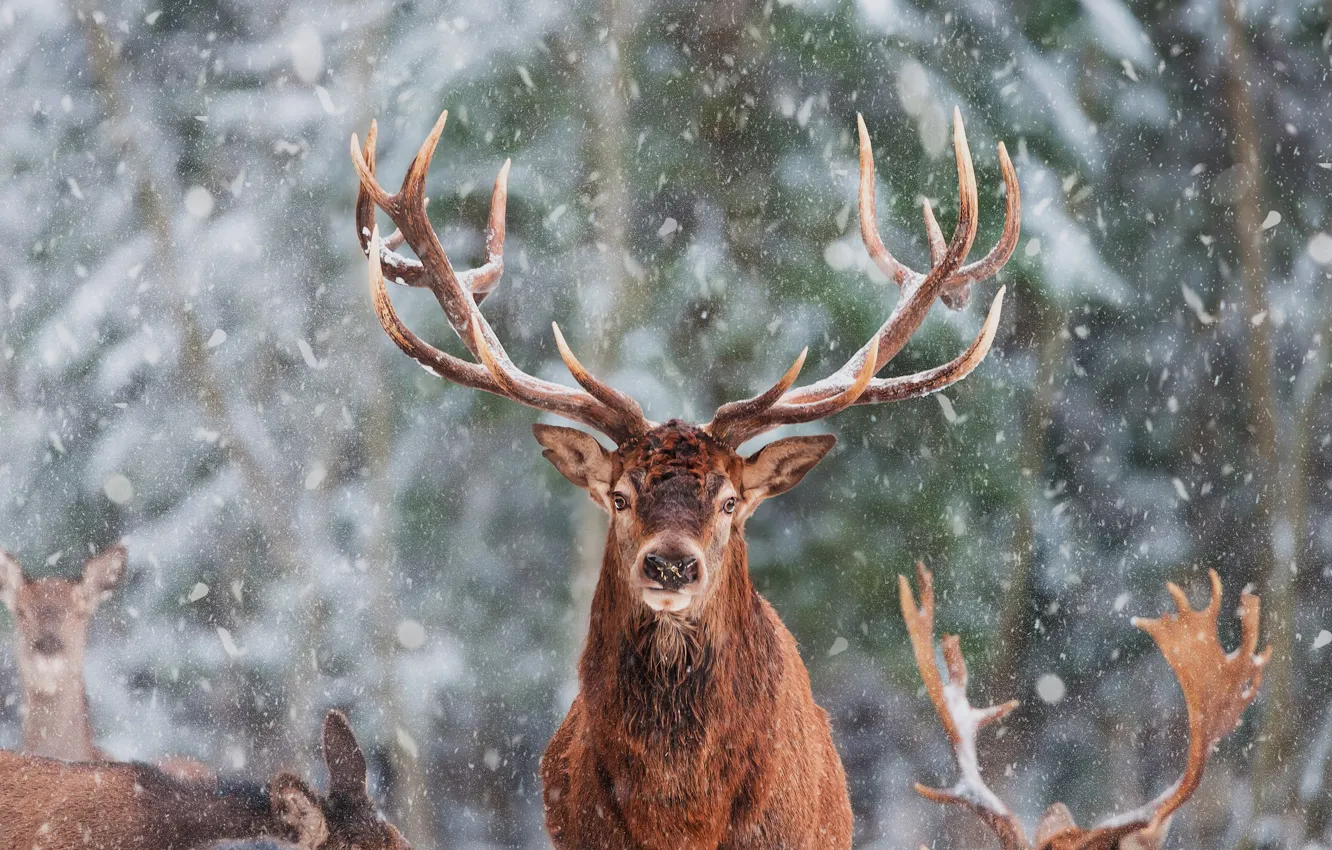 Photo wallpaper winter, forest, look, face, snow, portrait, deer, horns