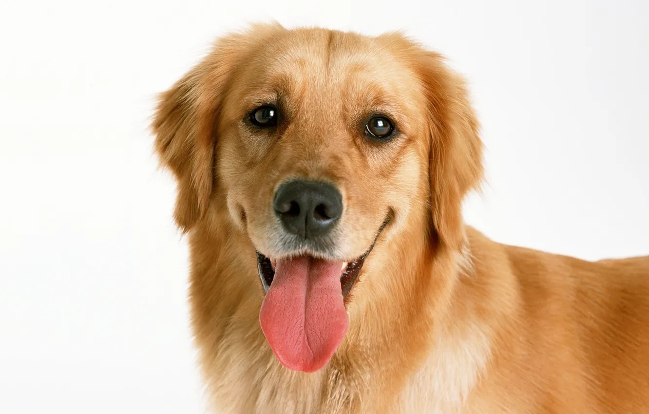 Photo wallpaper language, face, dog, Golden, dog, Retriever