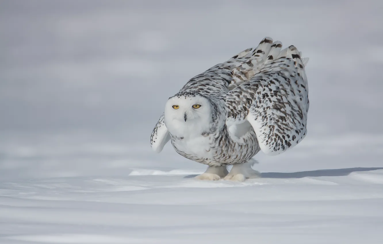 Photo wallpaper winter, field, white, look, snow, pose, owl, bird