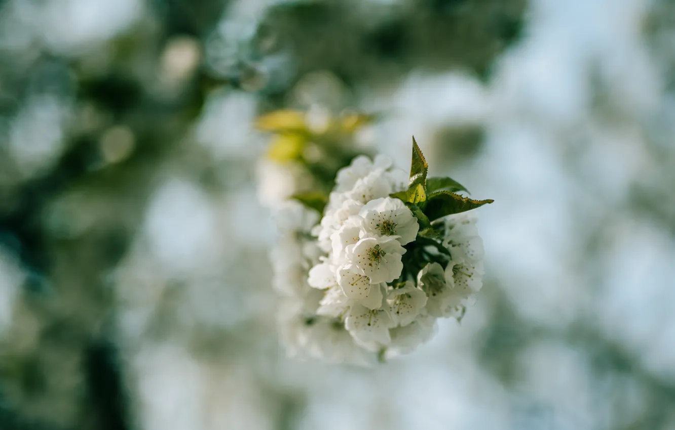 Photo wallpaper flowers, branches, cherry, Sakura, flowering, bokeh