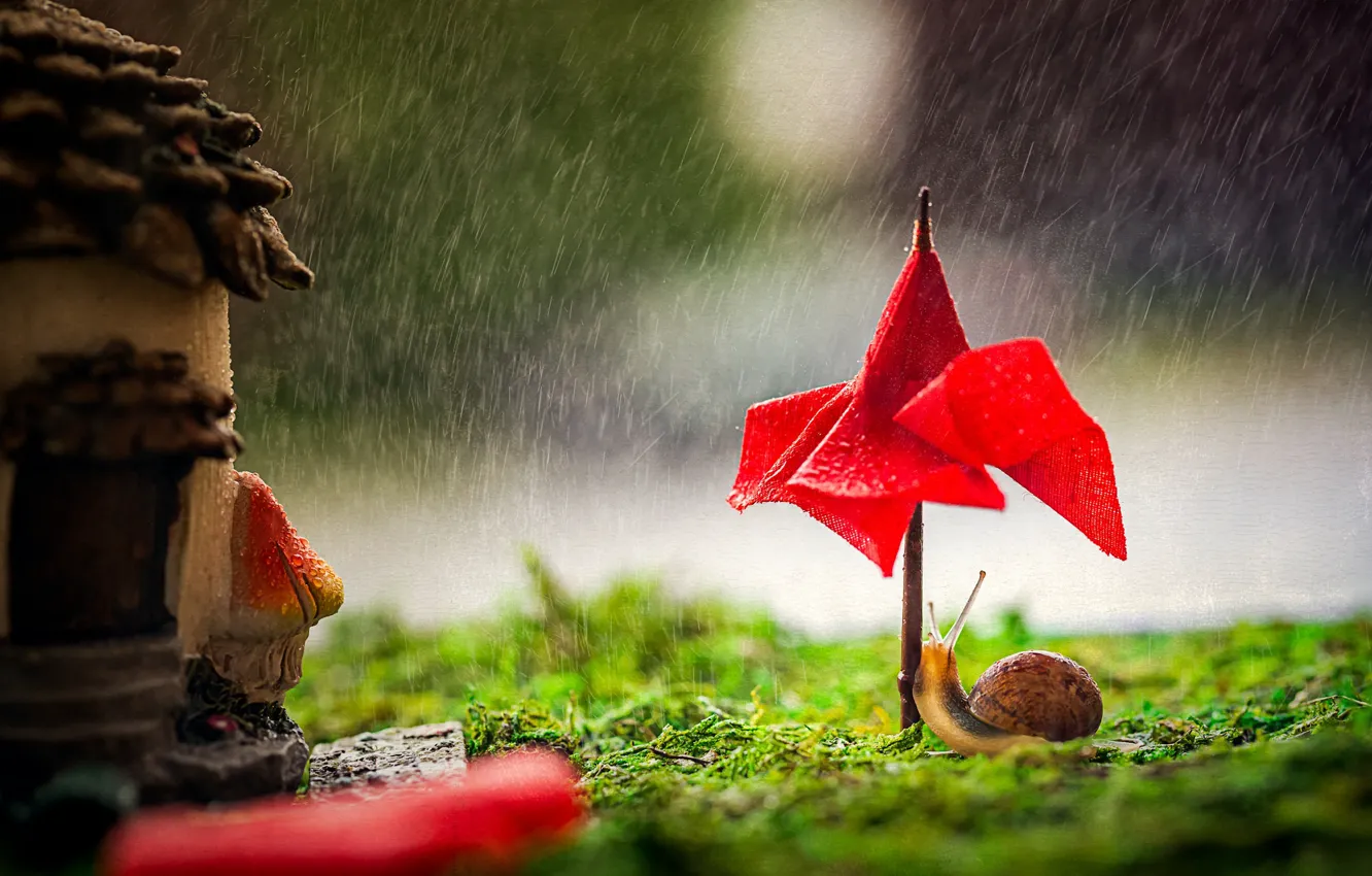 Photo wallpaper drops, macro, red, umbrella, rain, snail, umbrella, canopy