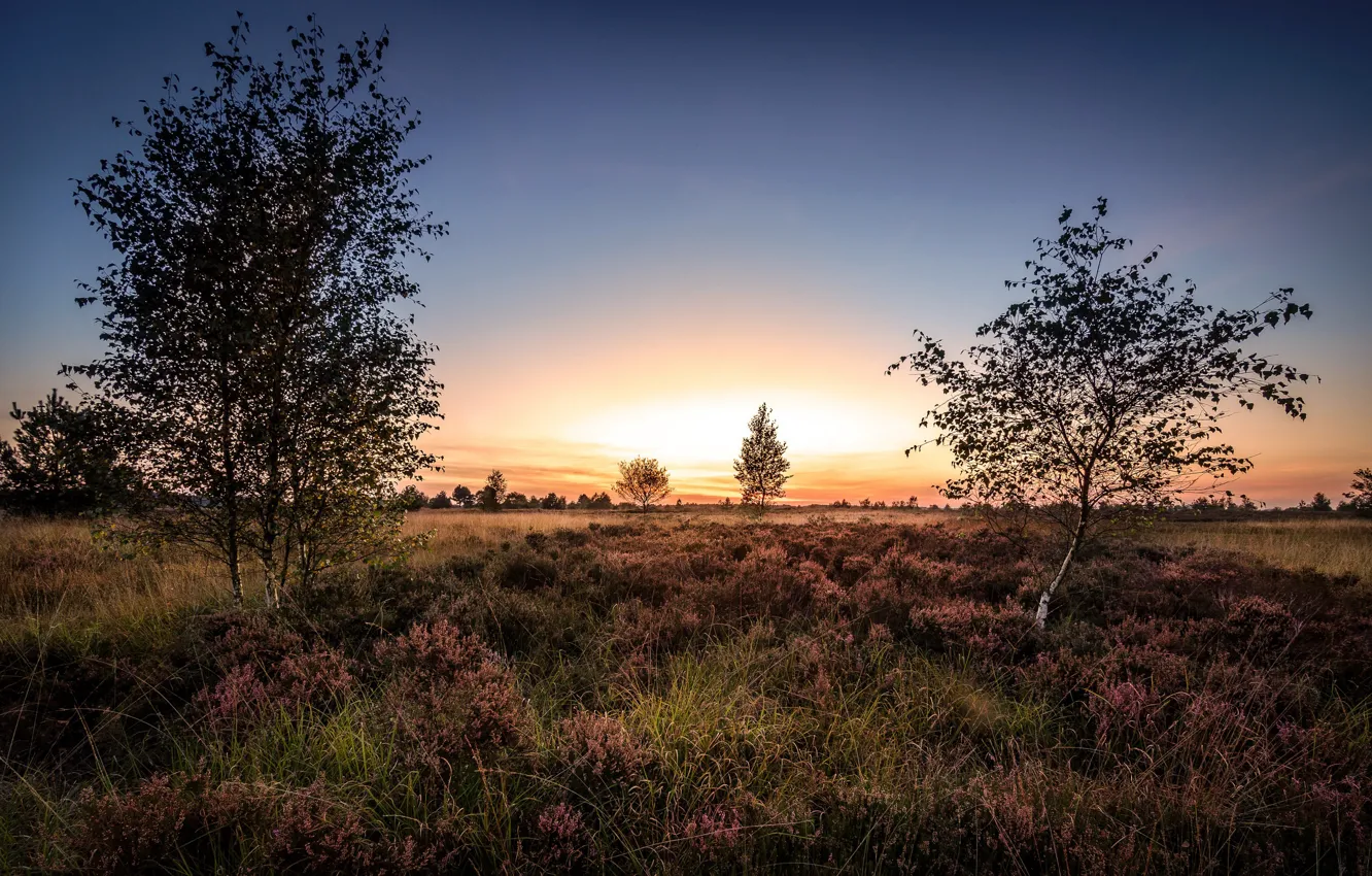 Photo wallpaper field, trees, morning