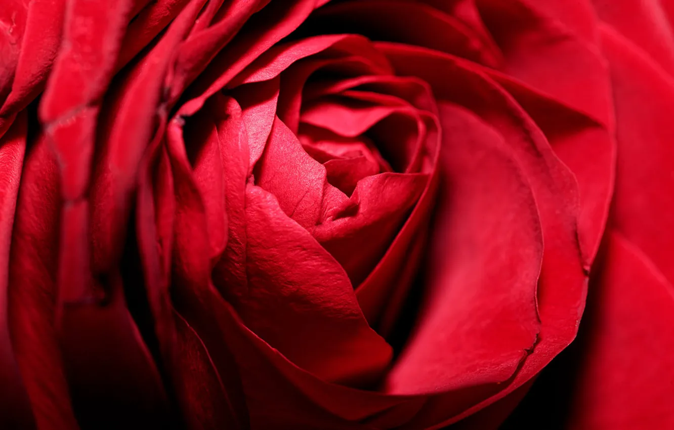 Photo wallpaper macro, flowers, red, roses, petals, buds