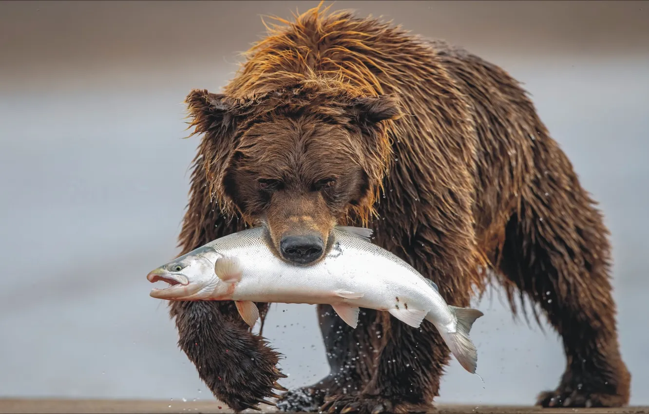 Photo wallpaper bear, food, fish, snack, wild animal