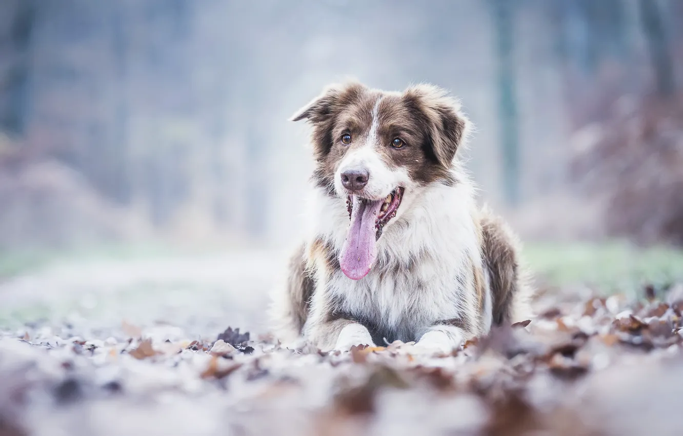 Photo wallpaper autumn, language, leaves, dog, Australian shepherd, Aussie