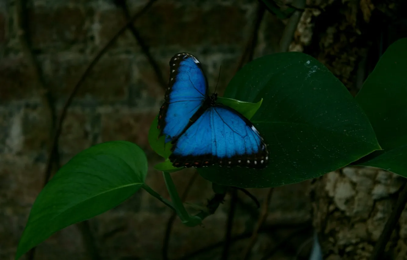 Photo wallpaper green leaves, butterfly, wings, beautiful