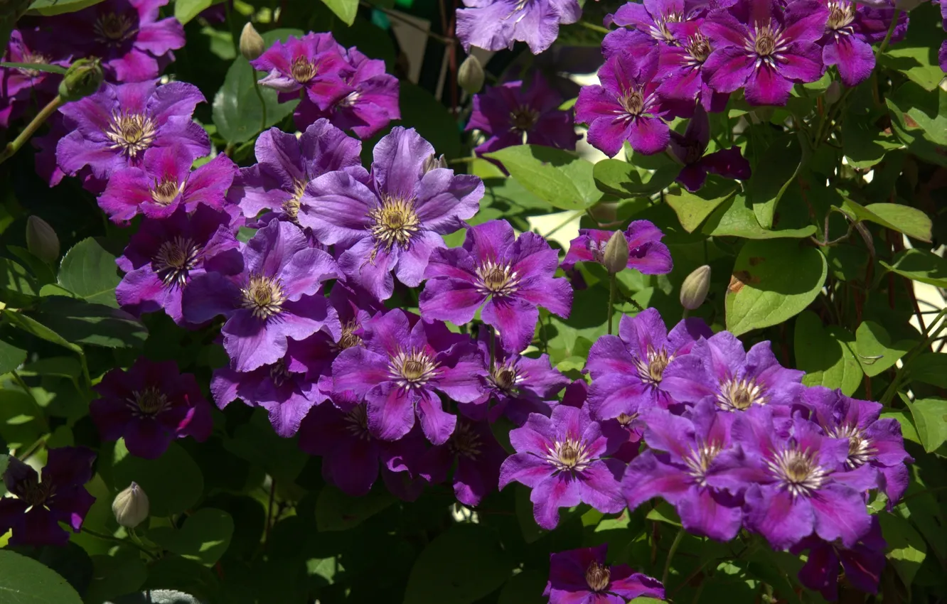 Photo wallpaper purple, clematis, clematis