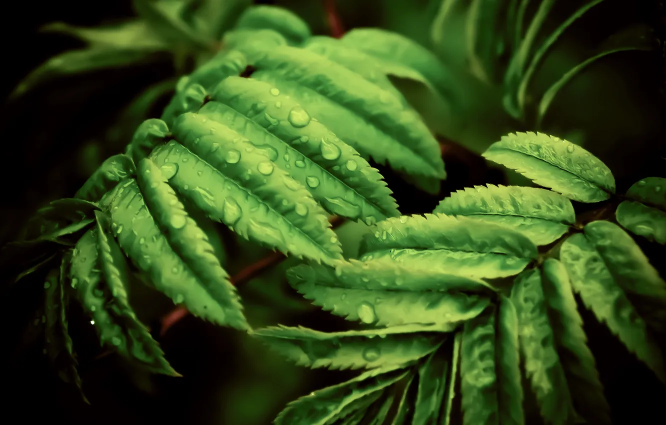 Photo wallpaper leaves, green, Rosa, black