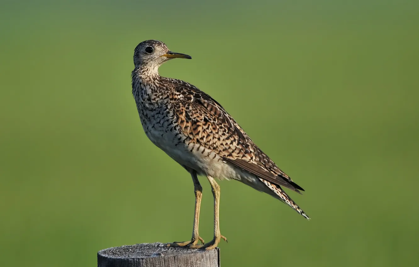 Photo wallpaper bird, posts, stump, long-tailed, upland sandpiper, Sandy
