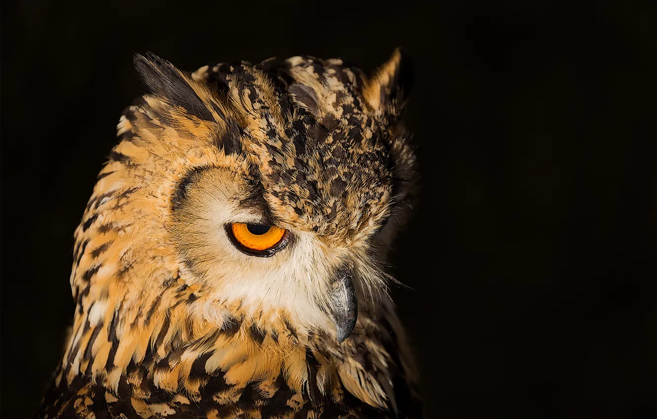 Photo wallpaper look, owl, bird, beak