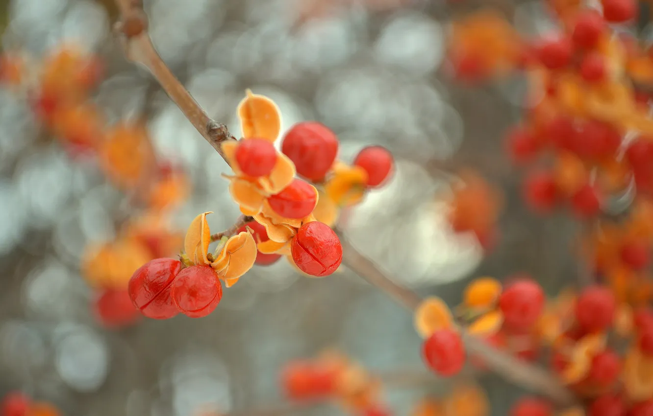 Photo wallpaper leaves, branches, nature, berries, fruit