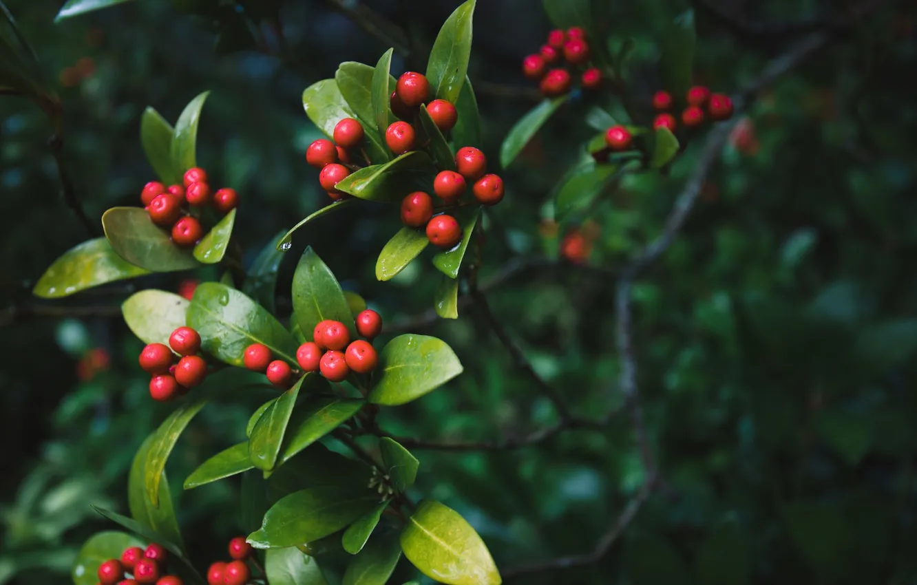 Photo wallpaper leaves, red, berries