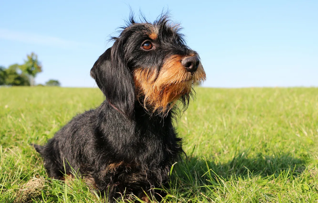 Photo wallpaper summer, dog, background, hair, wire, dachshund, wirehaired