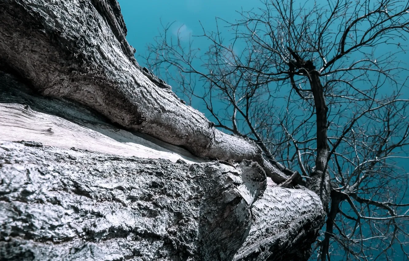 Photo wallpaper the sky, trees, nature