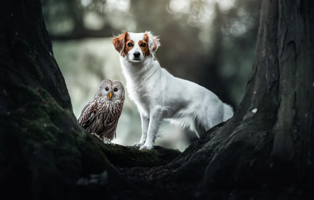 Photo wallpaper trees, owl, bird, dog, Gray owl, kooikerhondje