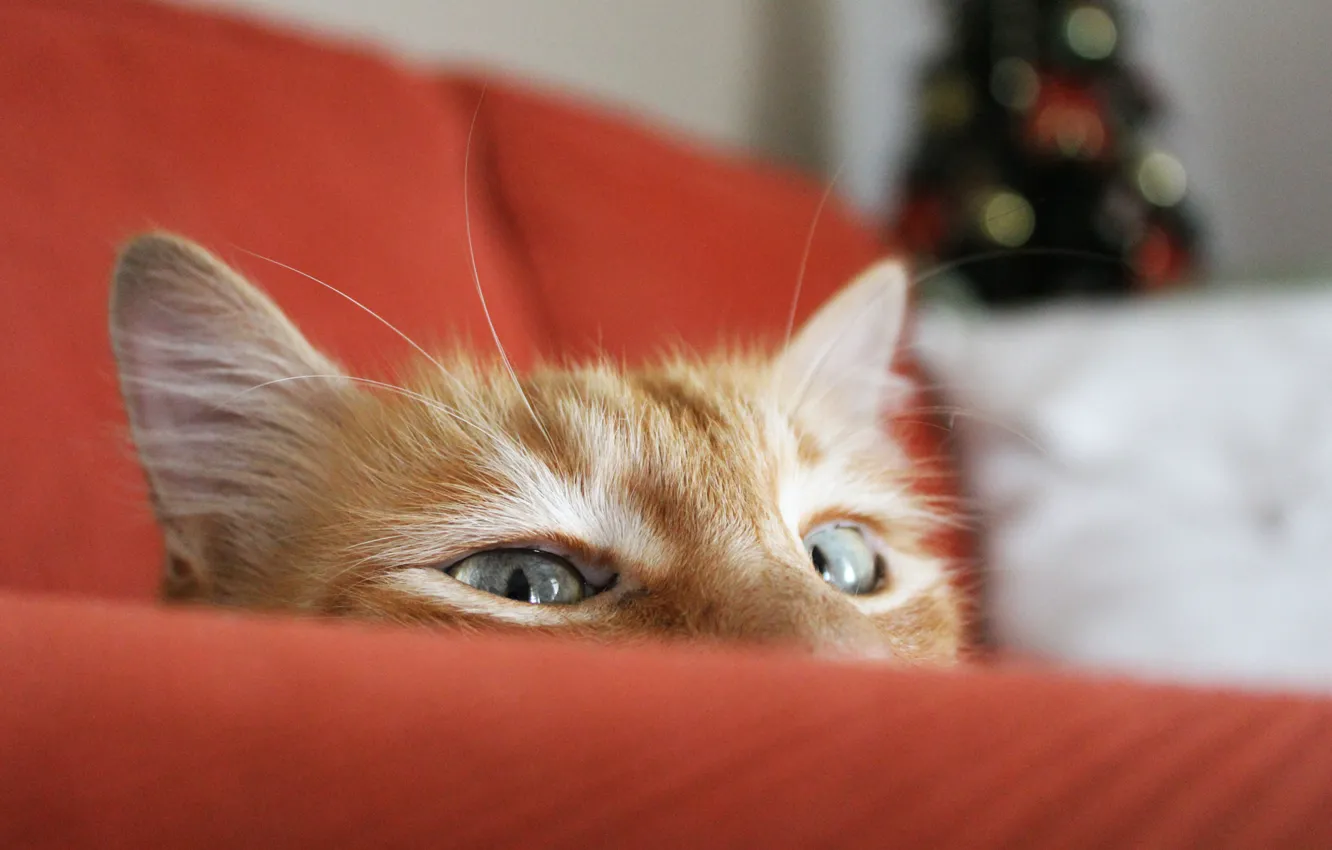 Photo wallpaper cat, cat, sofa, focus, red, tree, Peeps