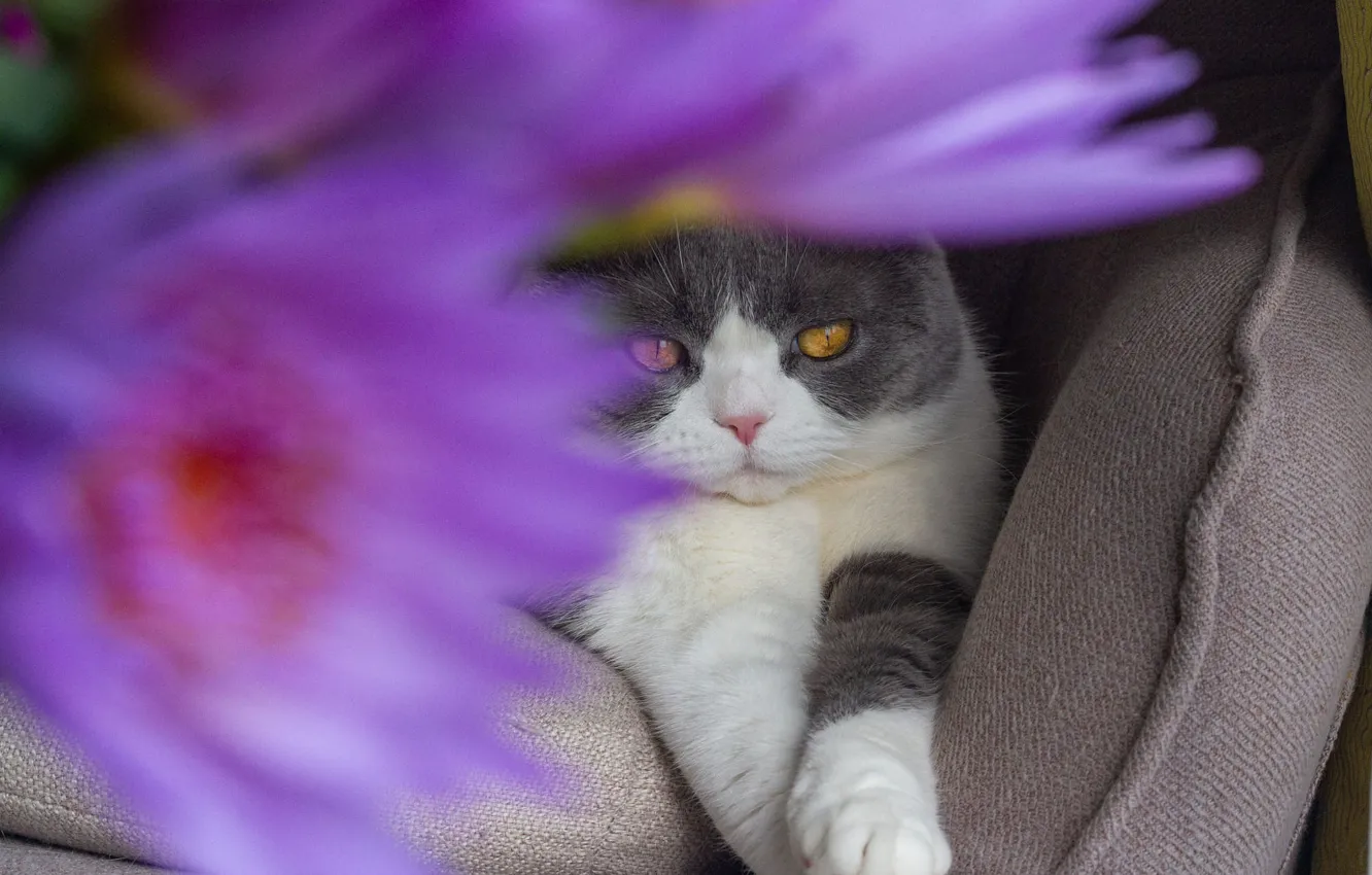 Photo wallpaper cat, cat, look, flowers, sofa, legs, bouquet, lies