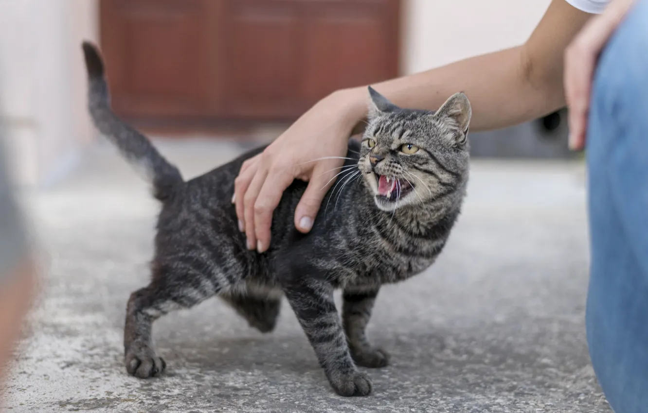 Photo wallpaper cat, cat, animal, hands, grin, evil