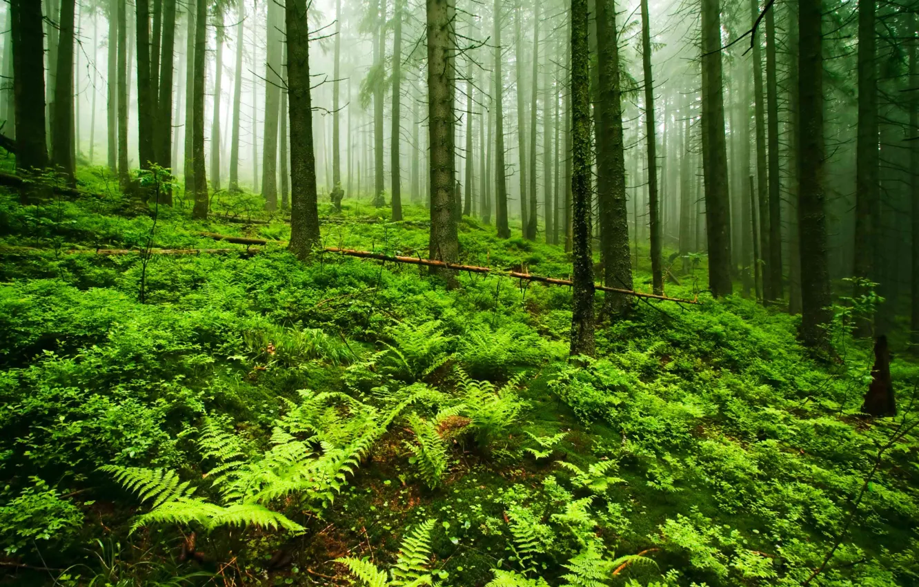 Photo wallpaper forest, trees, nature, fog