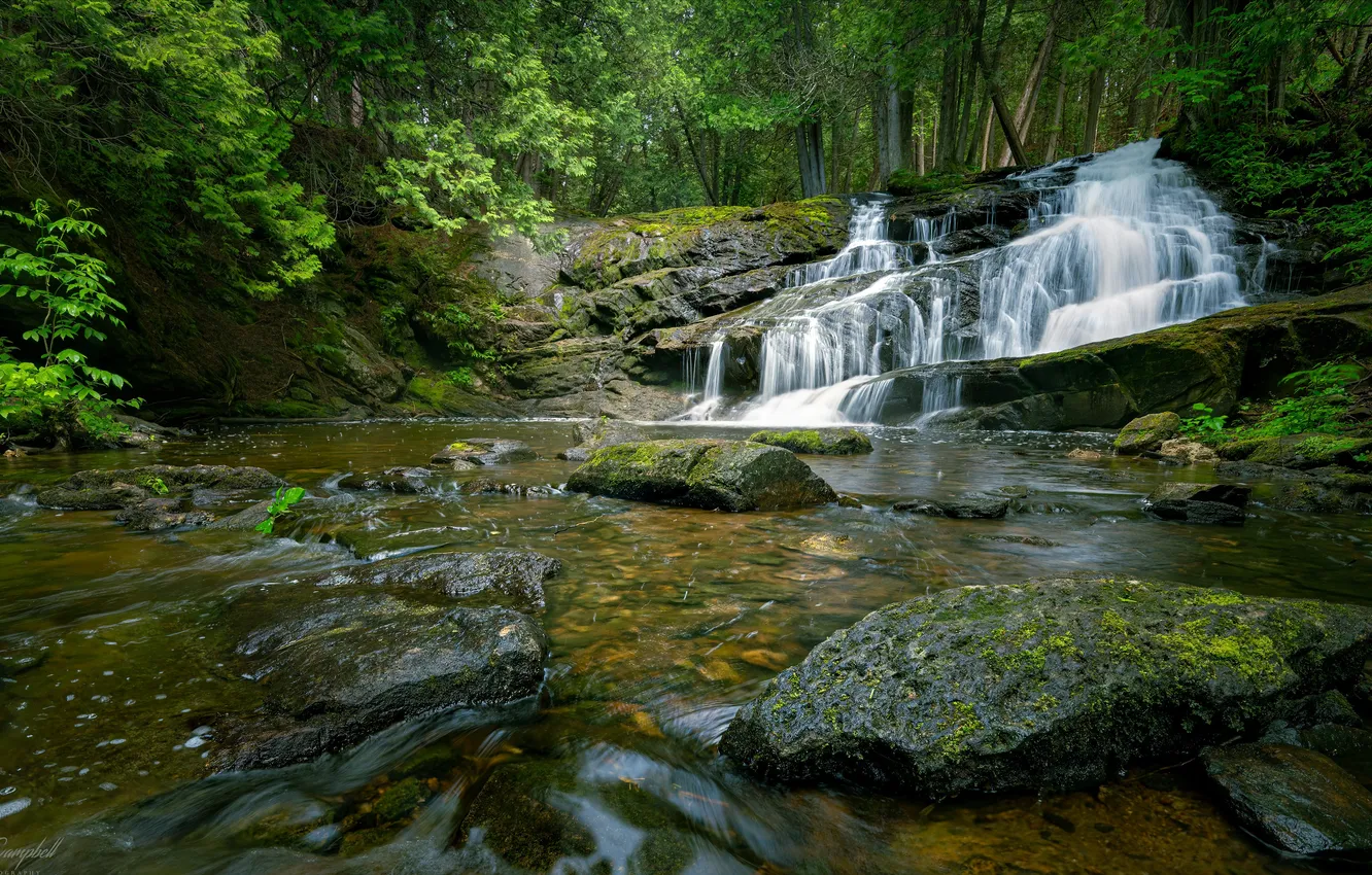 Photo wallpaper forest, nature, river, waterfall