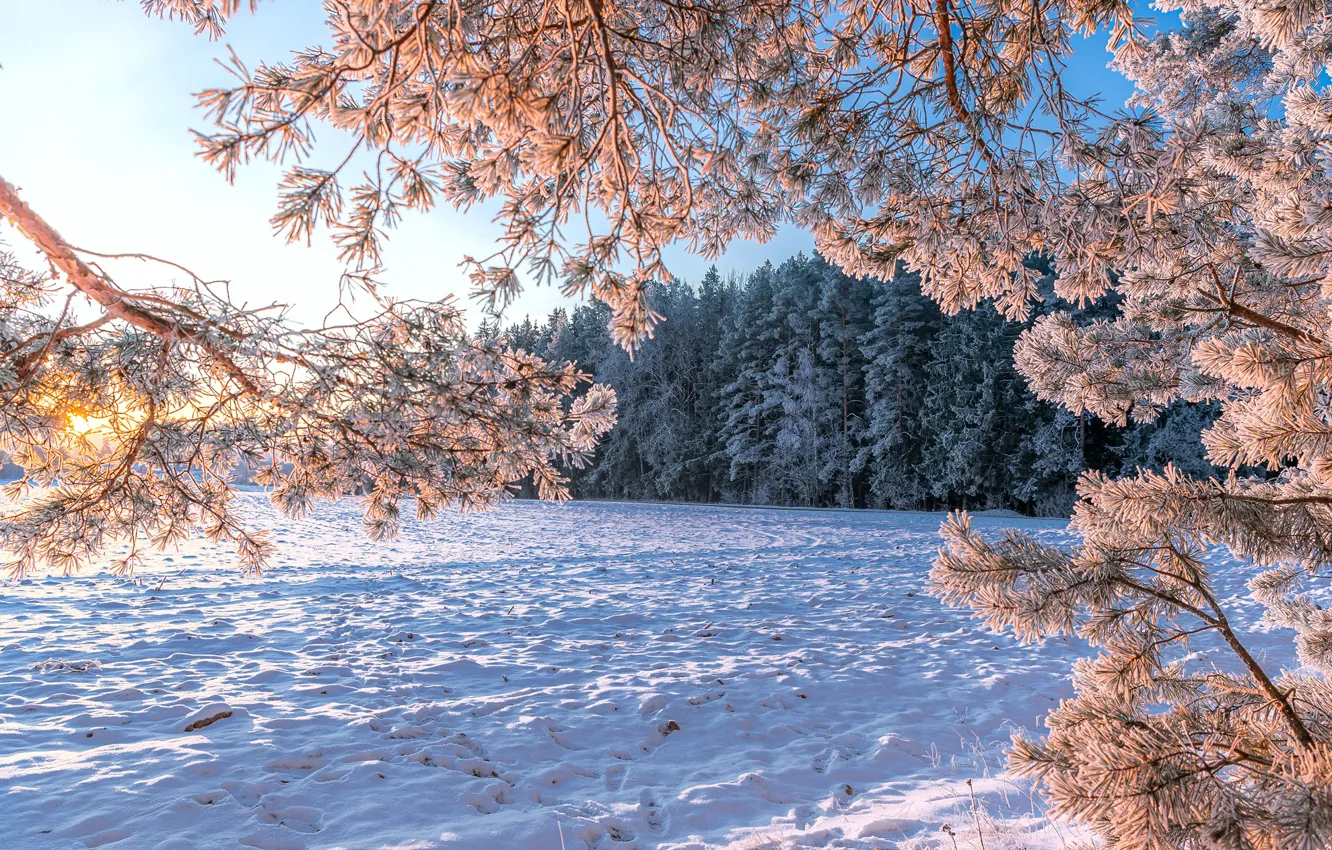 Photo wallpaper winter, forest, snow, landscape, branches, nature