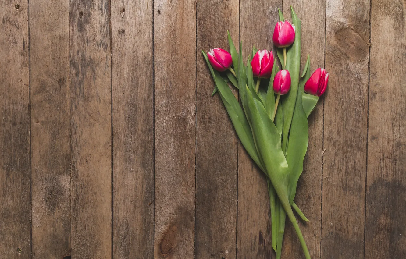 Photo wallpaper flowers, tulips, pink, fresh, wood, pink, flowers, tulips