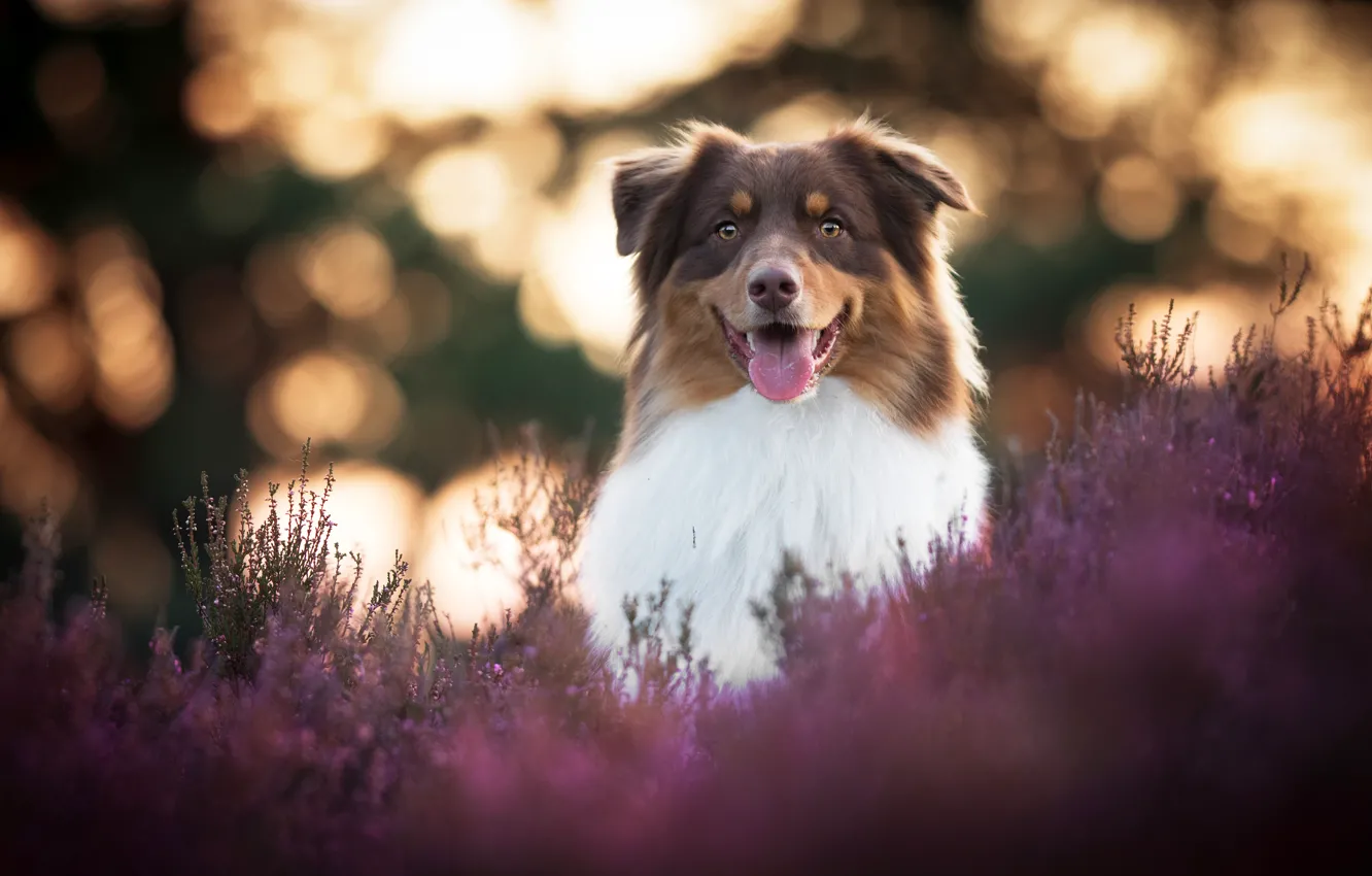 Photo wallpaper language, look, face, flowers, nature, portrait, dog, bokeh