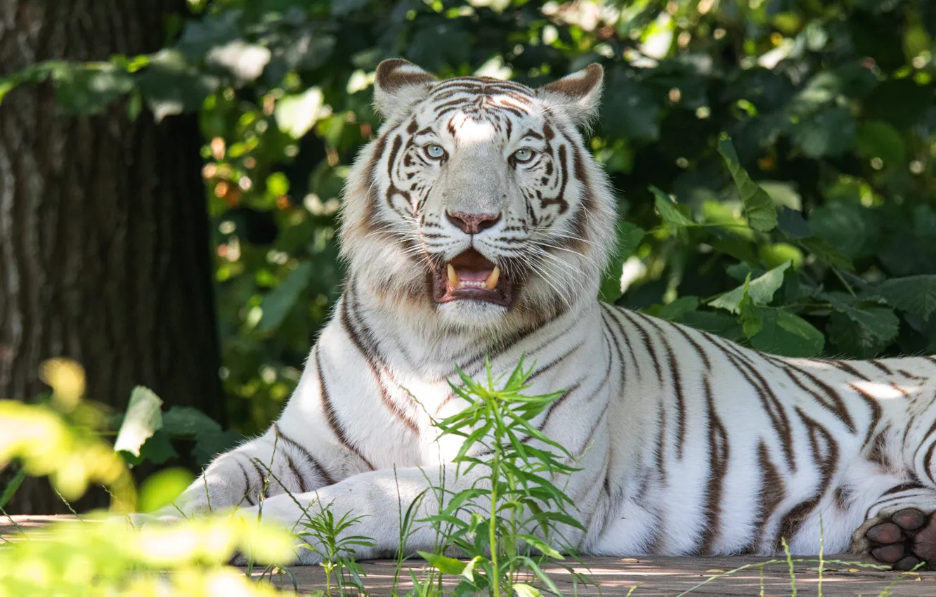 Photo wallpaper white, look, light, branches, tiger, pose, foliage, paws