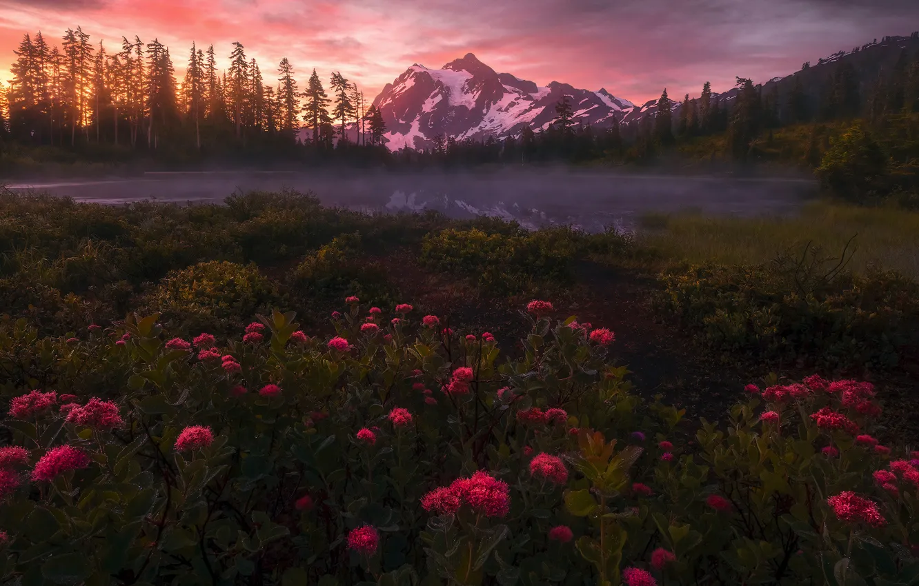 Photo wallpaper forest, the sky, flowers, mountains, fog, lake, shore, the slopes
