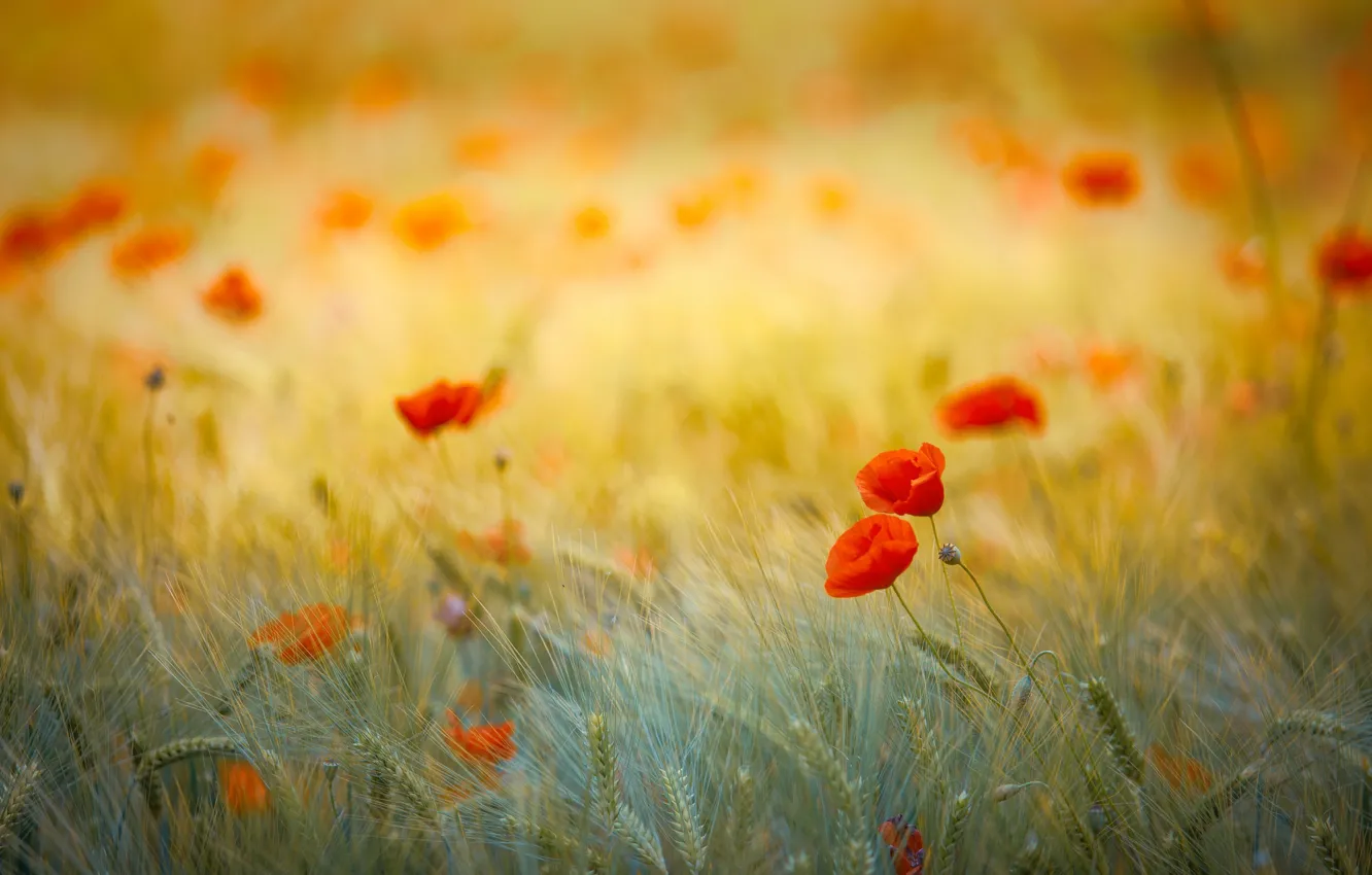Photo wallpaper flowers, red, glade, rye, Maki, ears, cereals, bokeh