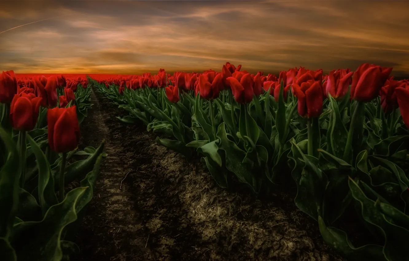 Photo wallpaper flowers, nature, tulips