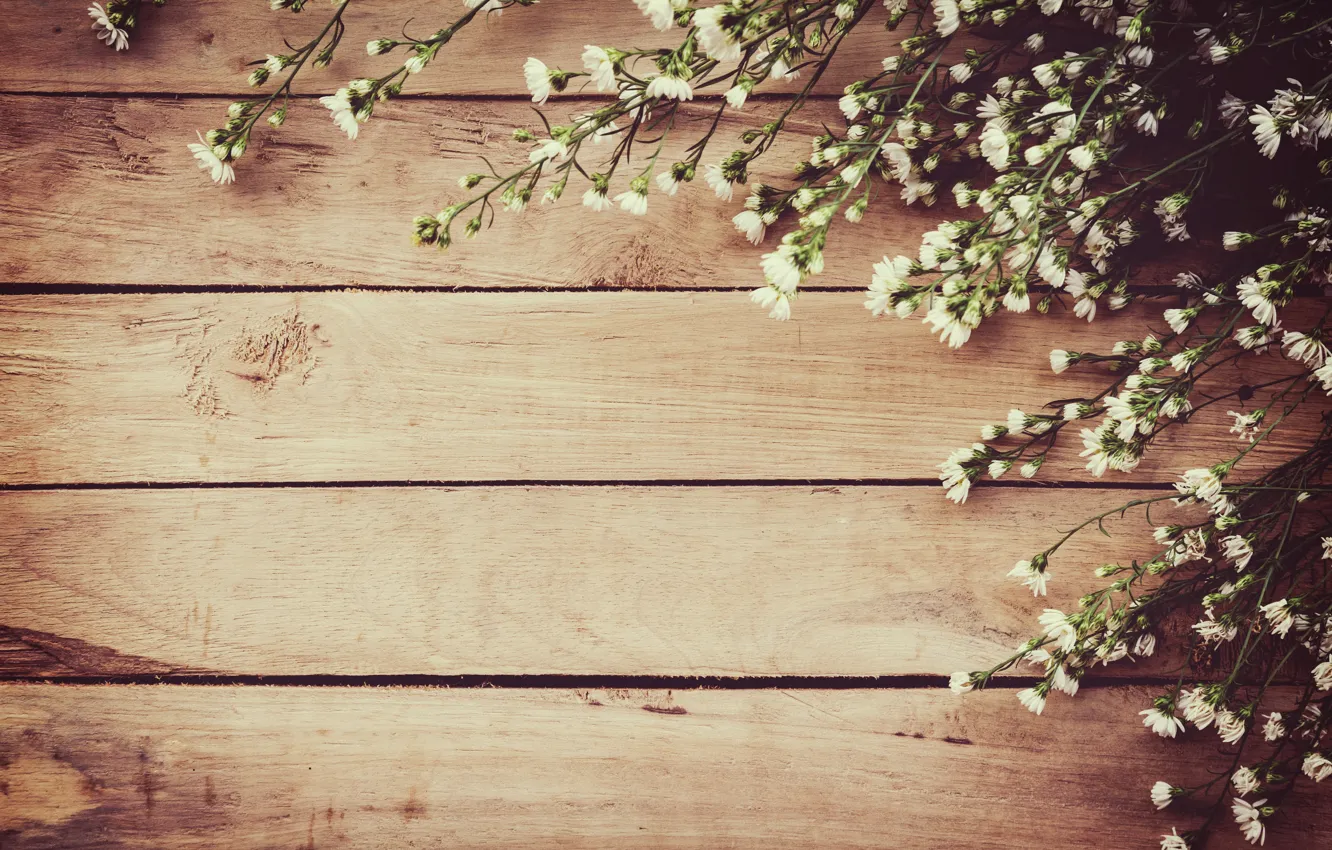 Photo wallpaper flowers, spring, white, white, wood, blossom, flowers, spring
