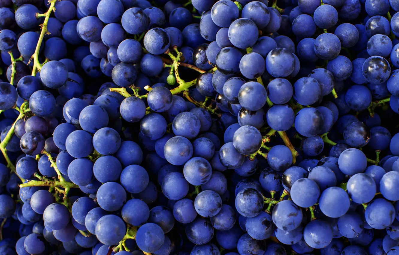 Photo wallpaper macro, blue, grapes, bunch, a lot