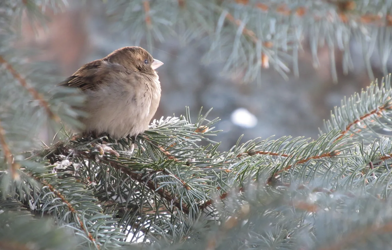 Photo wallpaper Sparrow, Spruce, Tree, Blue