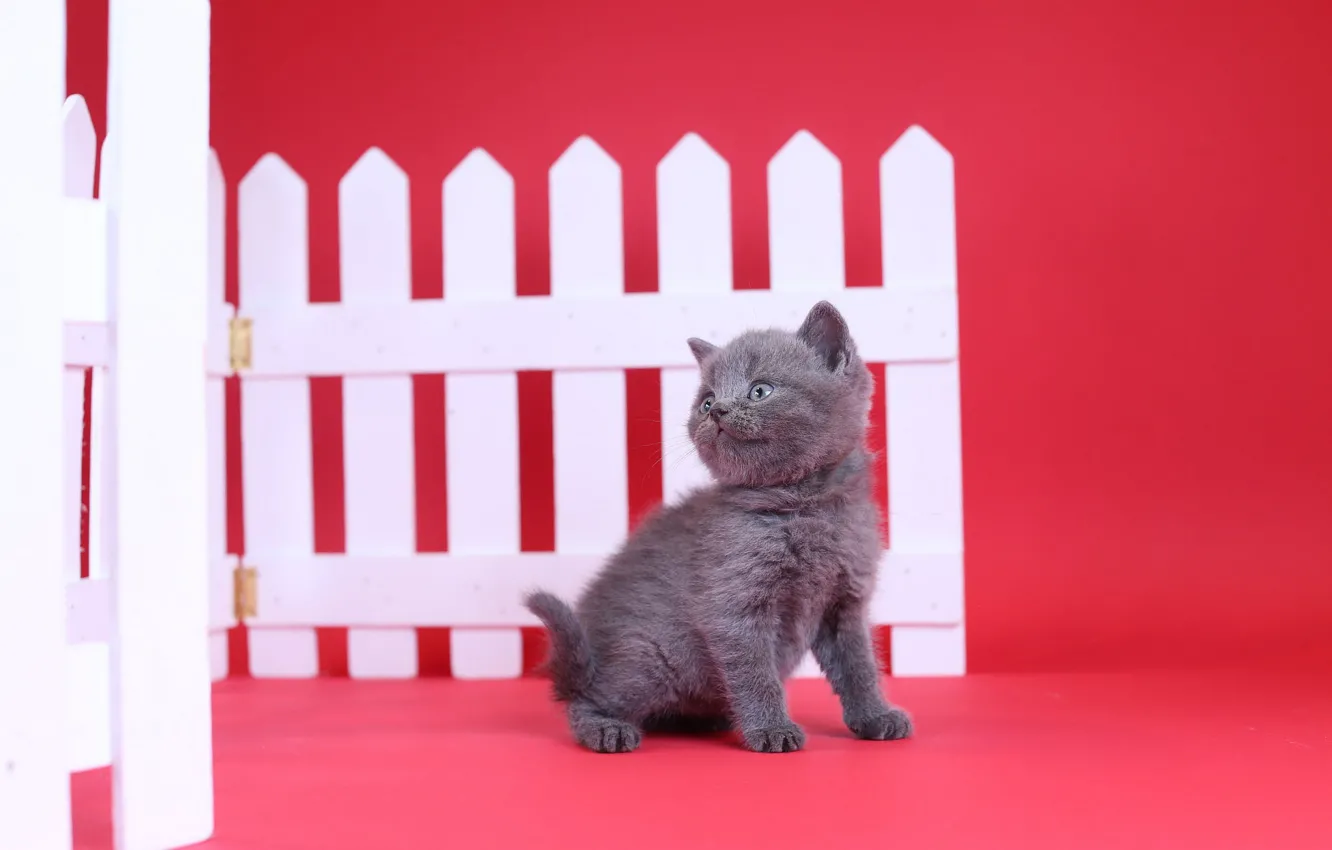 Photo wallpaper the fence, baby, kitty, red background, British