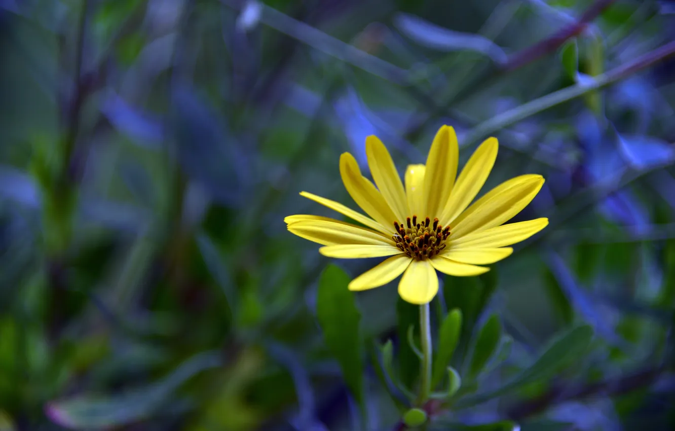 Photo wallpaper greens, flowers, petals