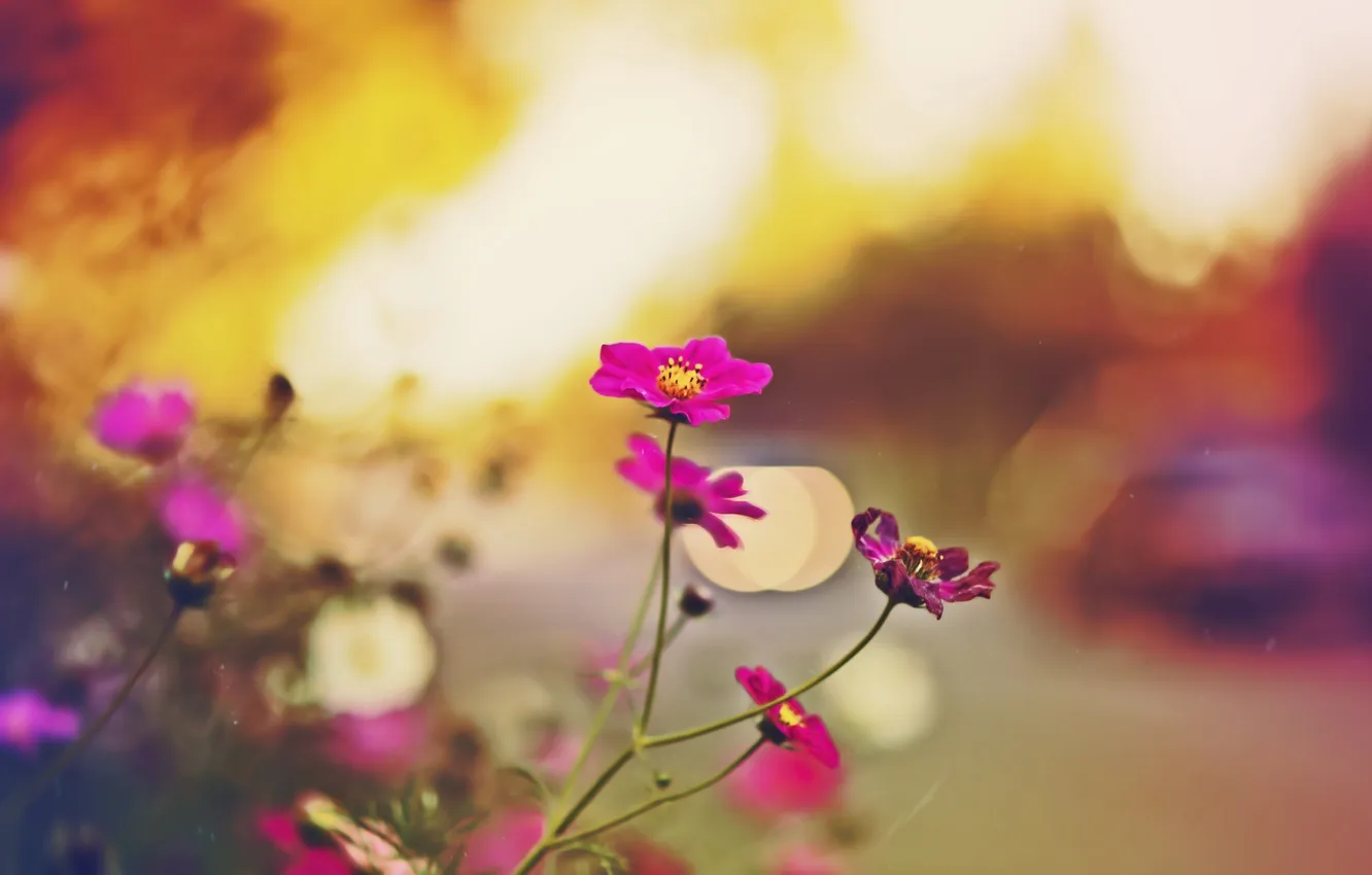 Photo wallpaper road, autumn, sunset, flowers