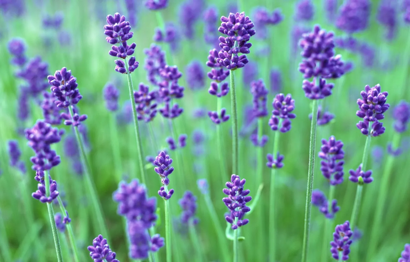 Photo wallpaper purple, flowers, green, plant, lilac