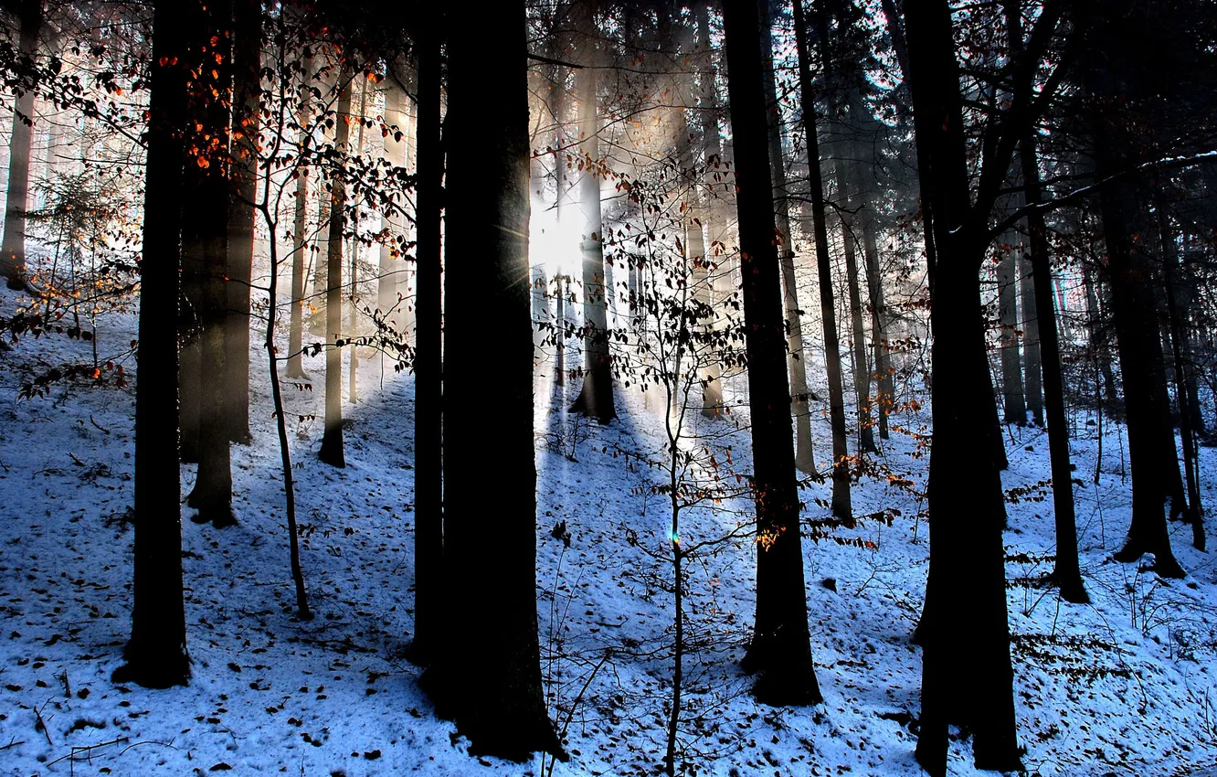 Photo wallpaper forest, rays, light, snow, nature, foliage, dervla