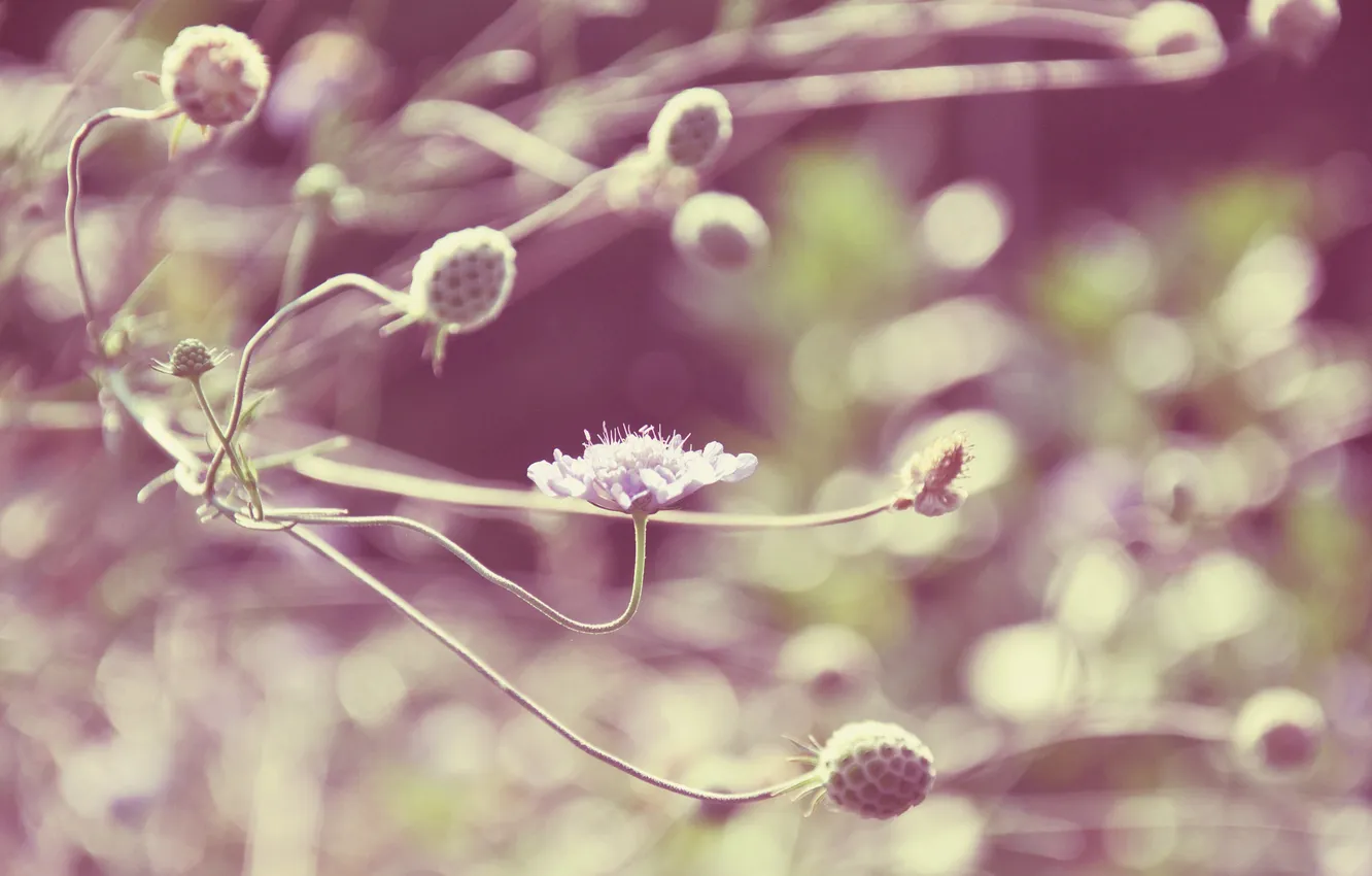 Photo wallpaper grass, flowers, plant, petals
