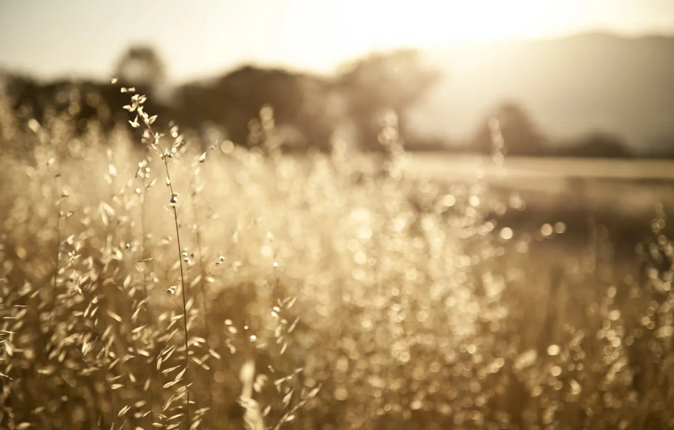 Photo wallpaper grass, macro, nature