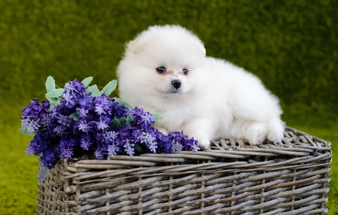 Photo wallpaper white, flowers, dog, fluffy, baby, puppy, basket, Pomeranian