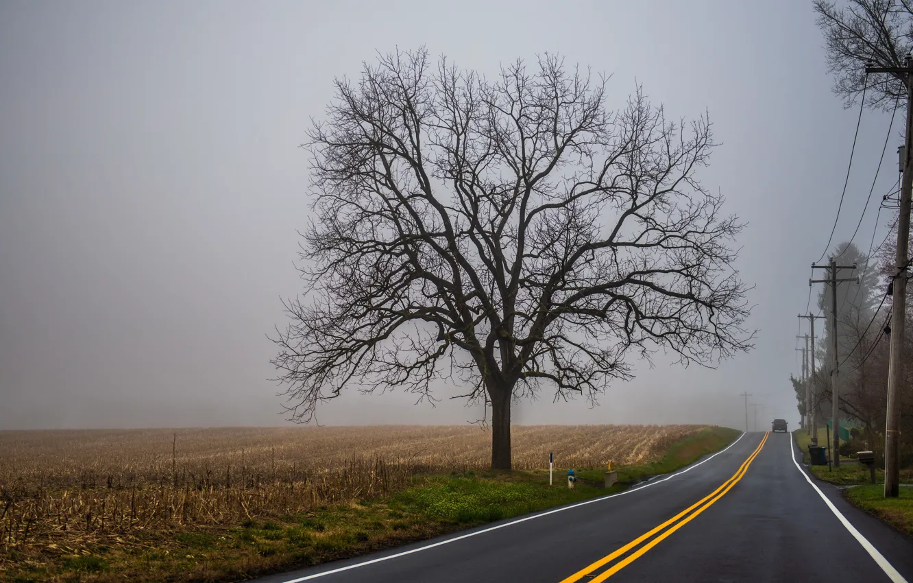Photo wallpaper road, field, fog