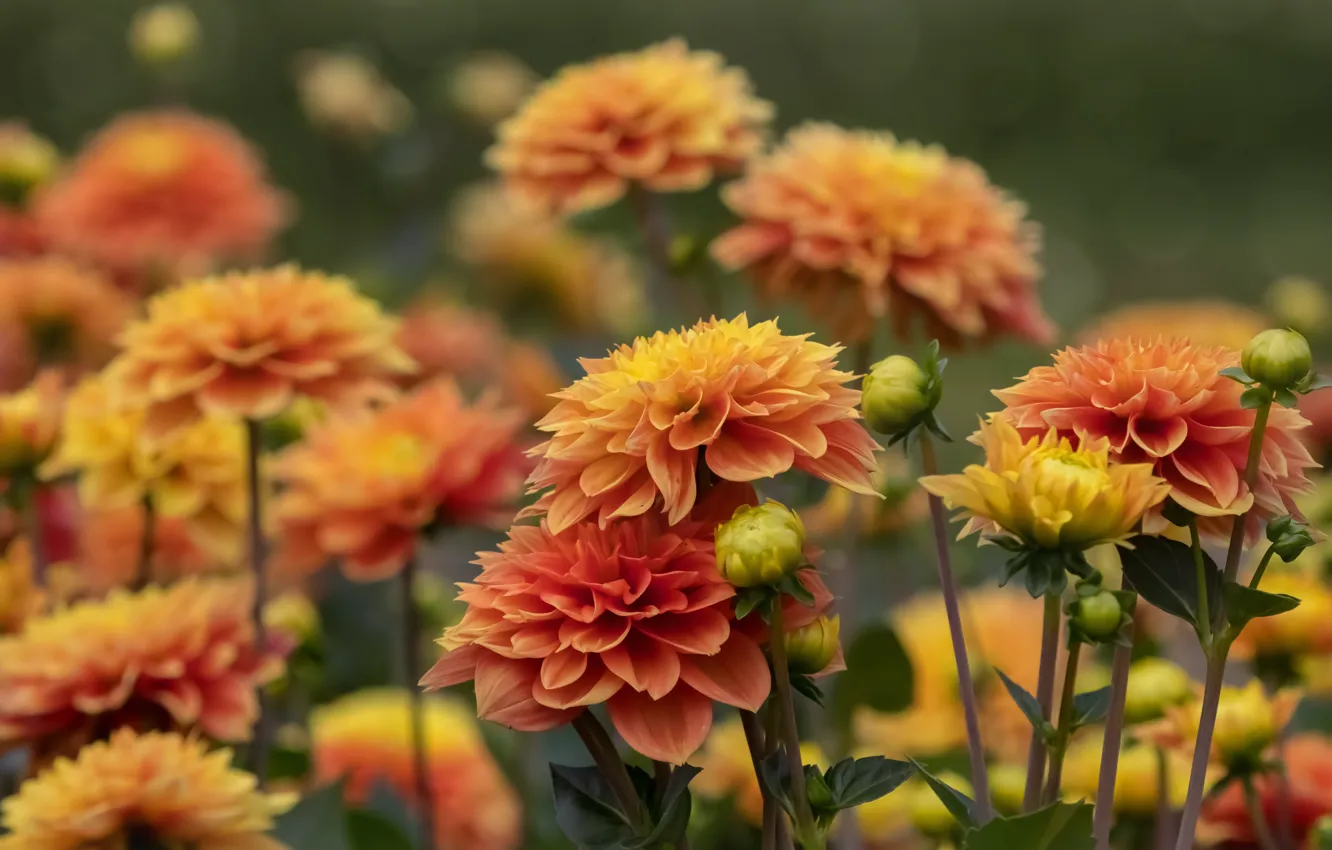Photo wallpaper petals, buds, dahlias