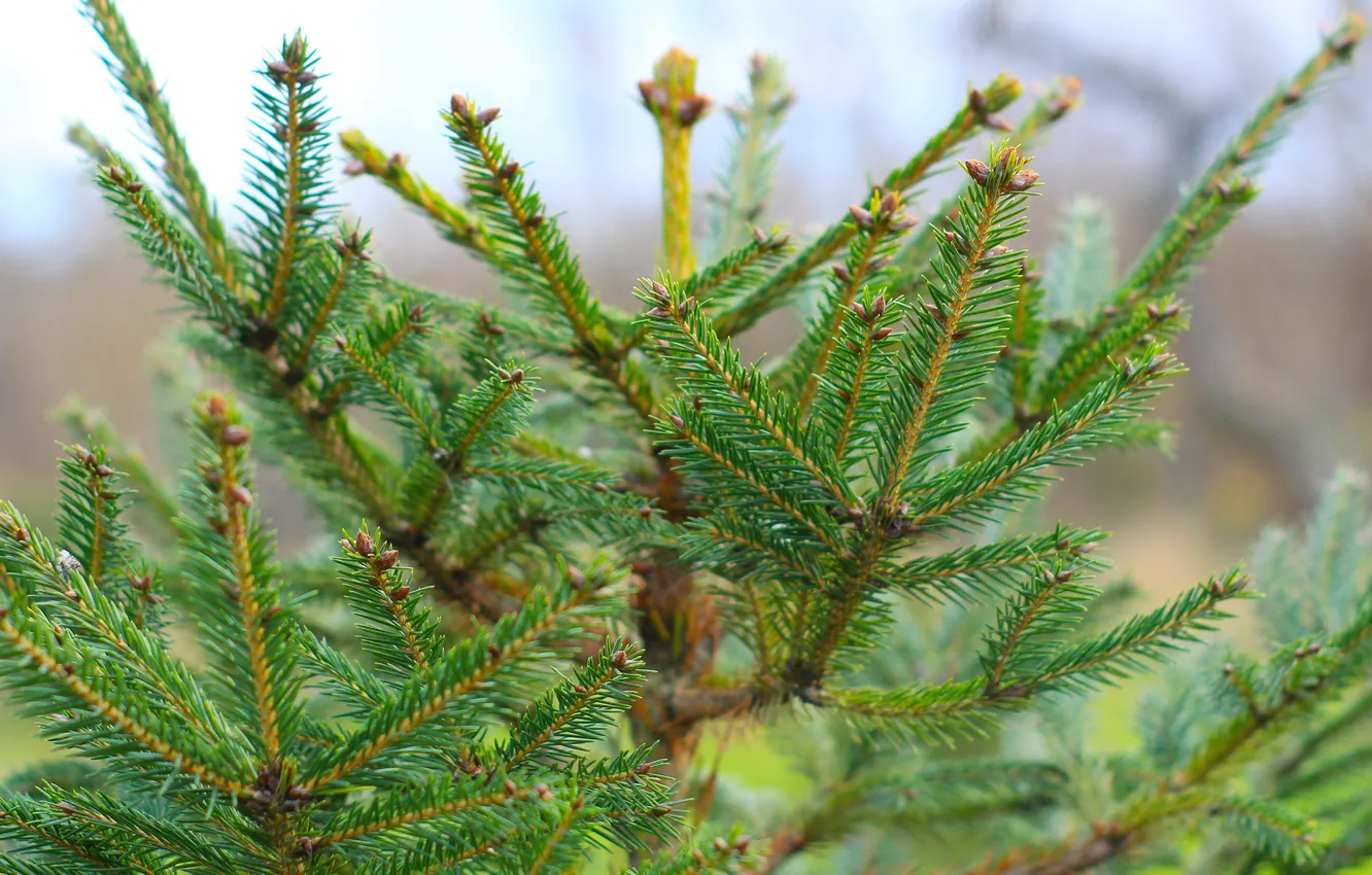 Photo wallpaper green, spruce, twig