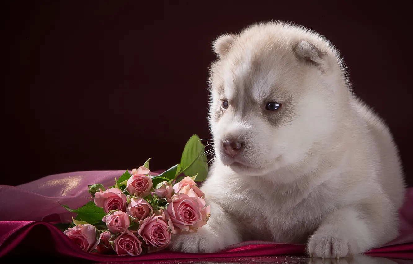 Photo wallpaper roses, baby, puppy, husky, breed